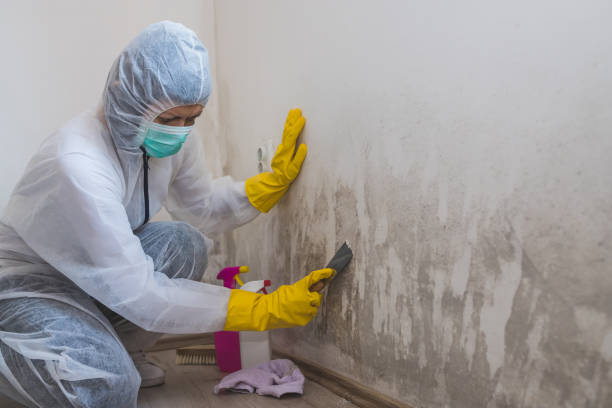 Best Certified Mold Removal  in Madison Park, NJ