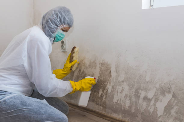 Best Commercial Mold Removal  in Madison Park, NJ