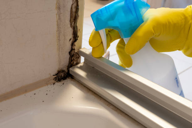 Best Commercial Mold Removal  in Madison Park, NJ