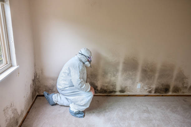 Best Mold Damage Repair  in Madison Park, NJ