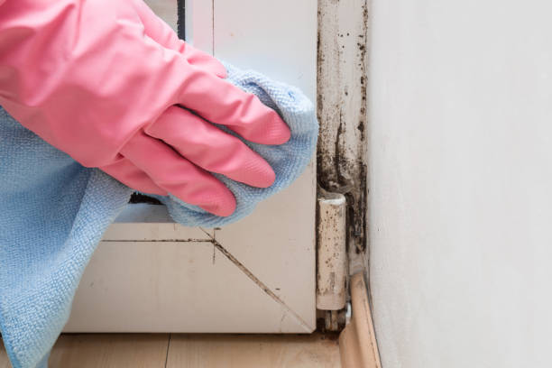 Home Mold Removal in Madison Park, NJ